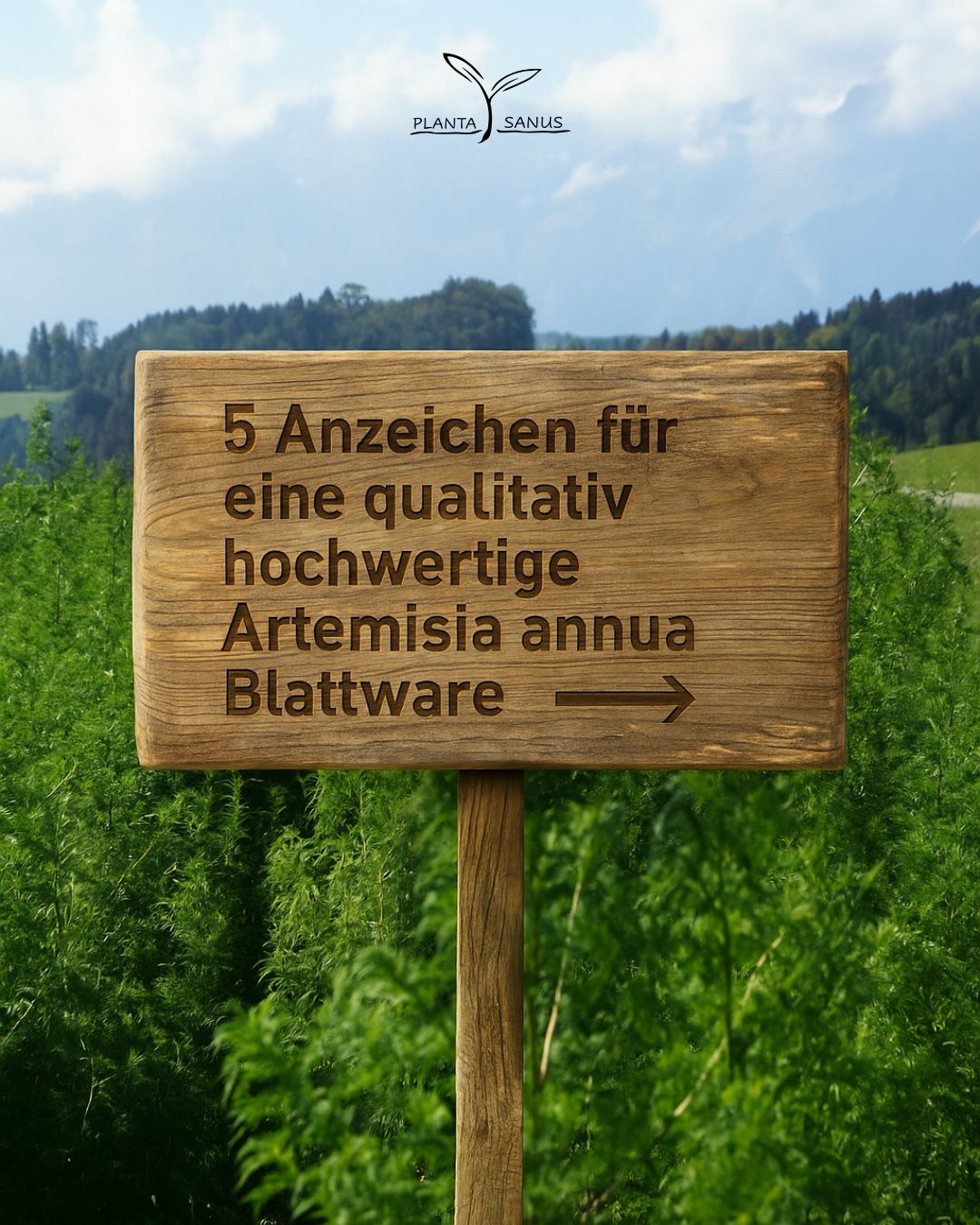 5 Anzeichen für eine qualitativ hochwertige Artemisia annua Blattware