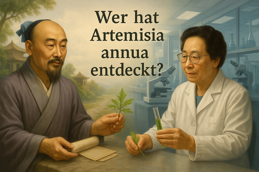 Von Ge Hong bis Tu Youyou: Die Geschichte der Artemisia annua