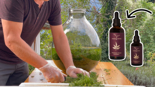 Herstellung der Artemisia annua Urtinktur