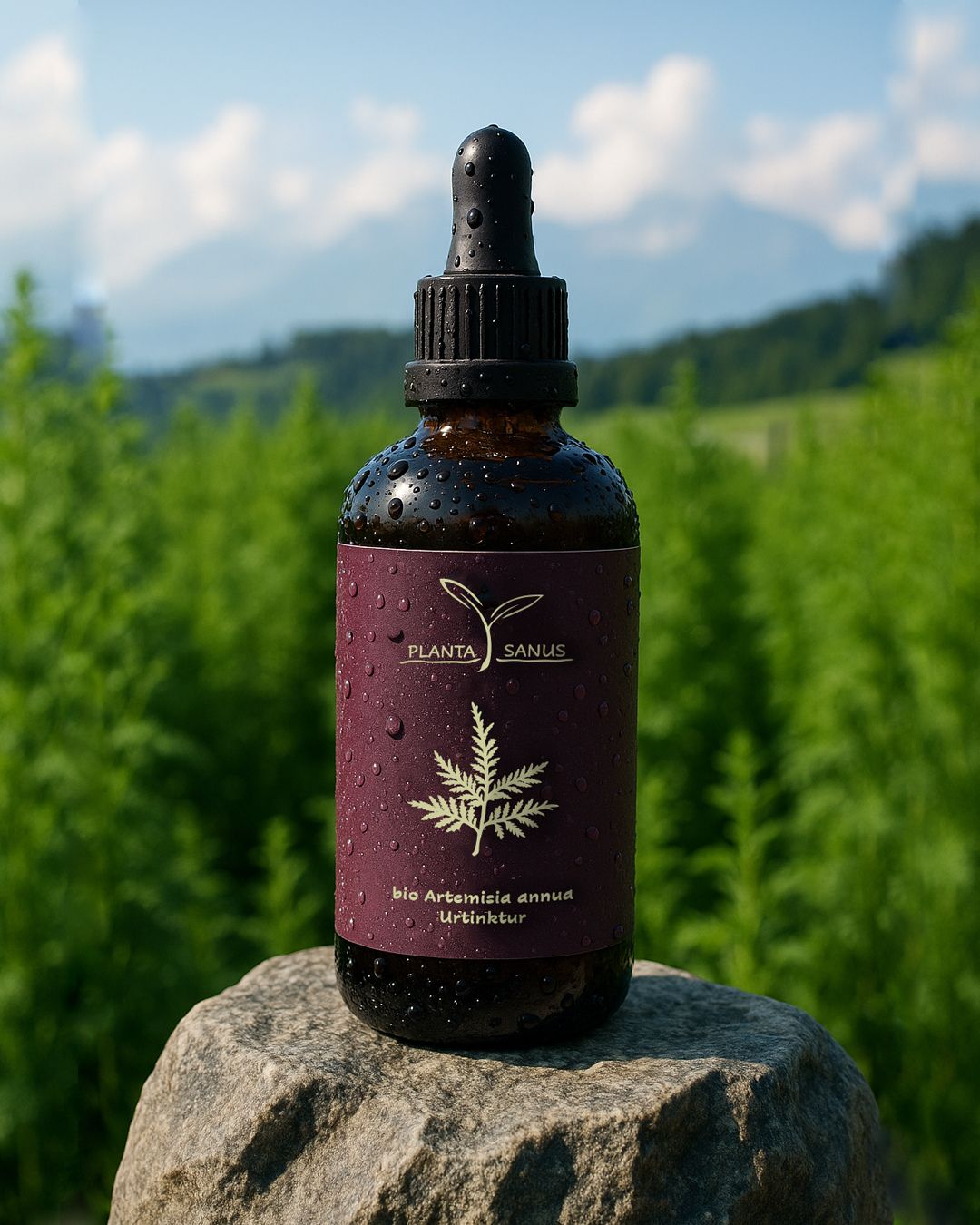 Artemisia annua bio Urtinktur Planta Sanus