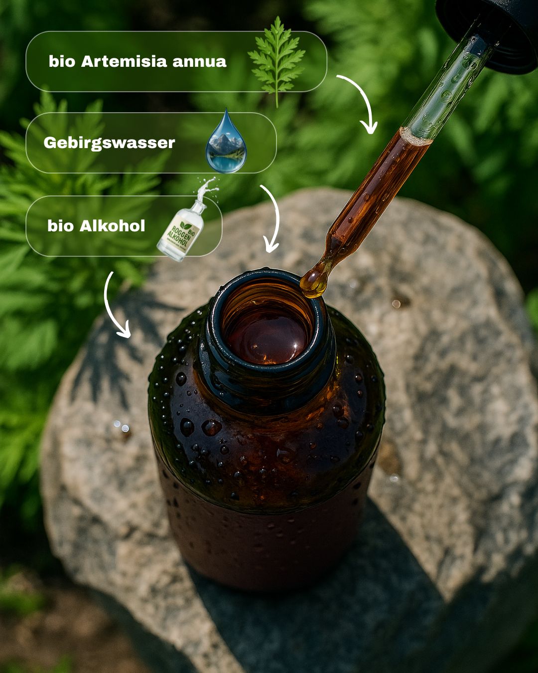 Artemisia annua bio Urtinktur Planta Sanus