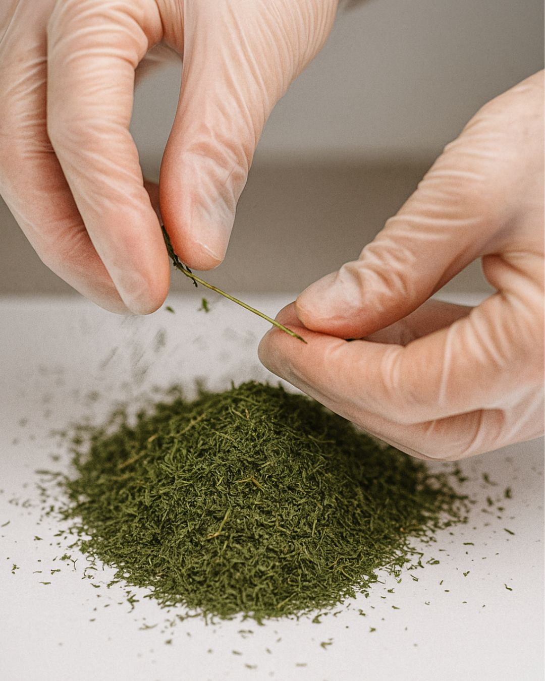 Artemisia annua bio Blattware Planta Sanus