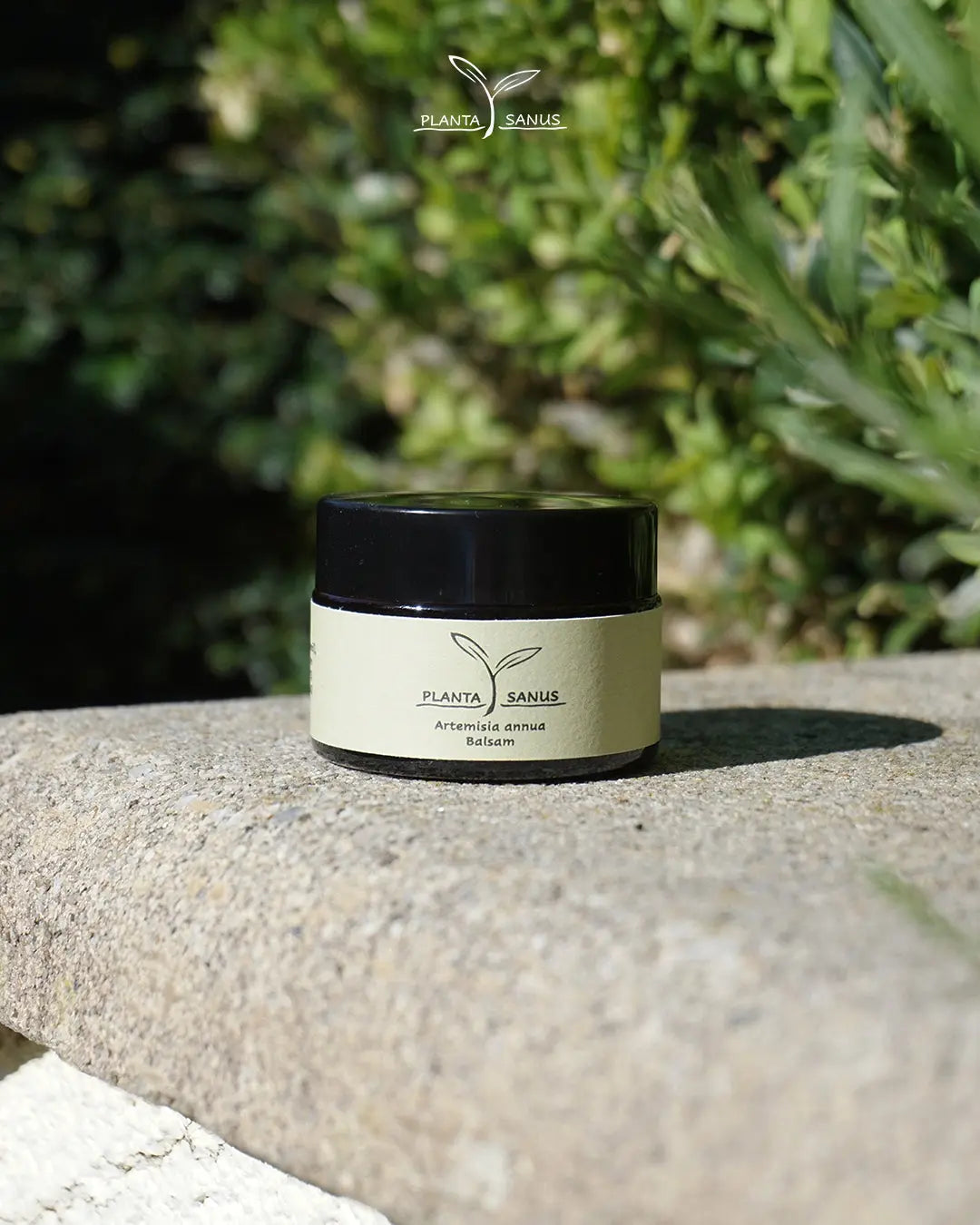 Artemisia annua Salbe