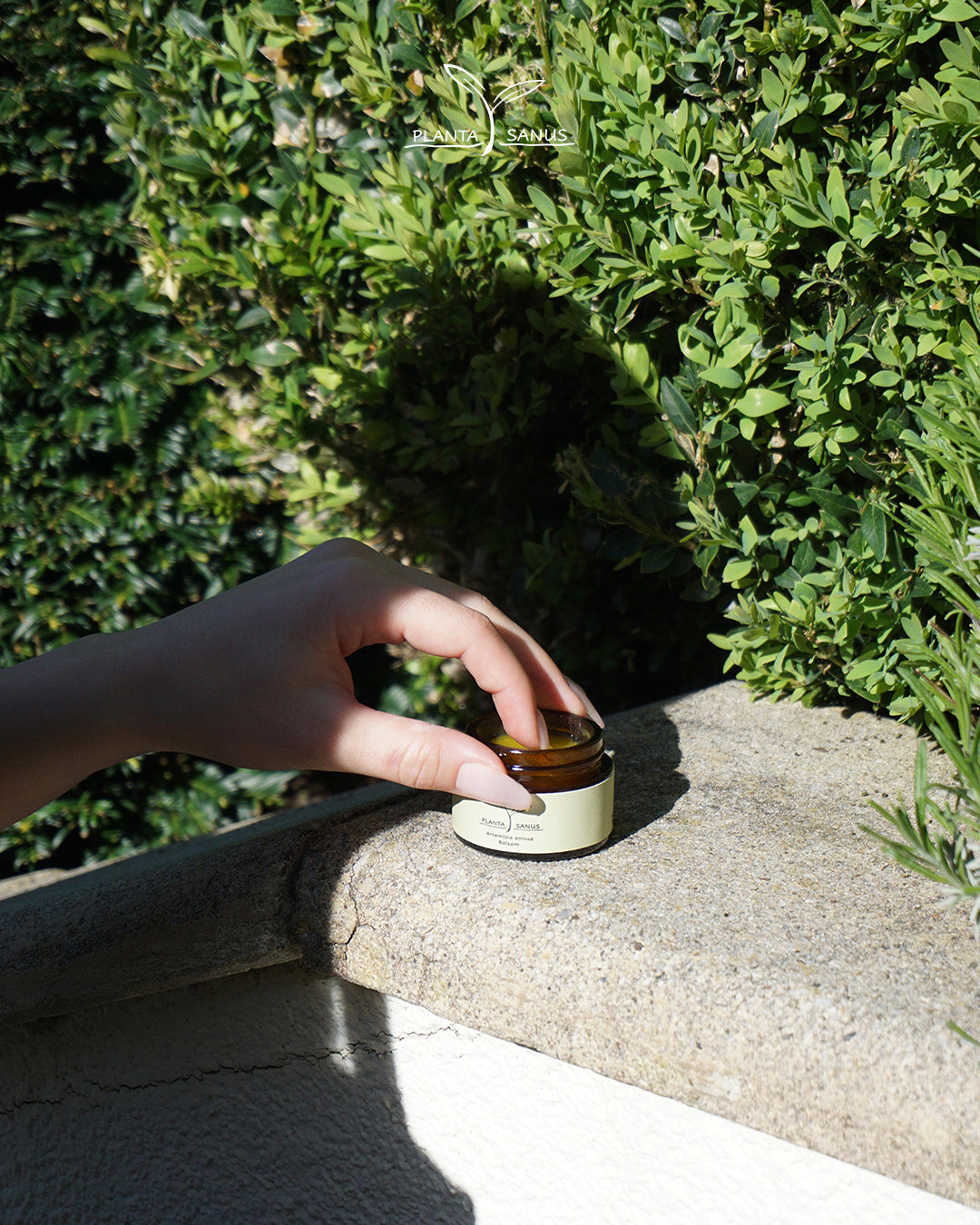 Artemisia annua Salbe bio