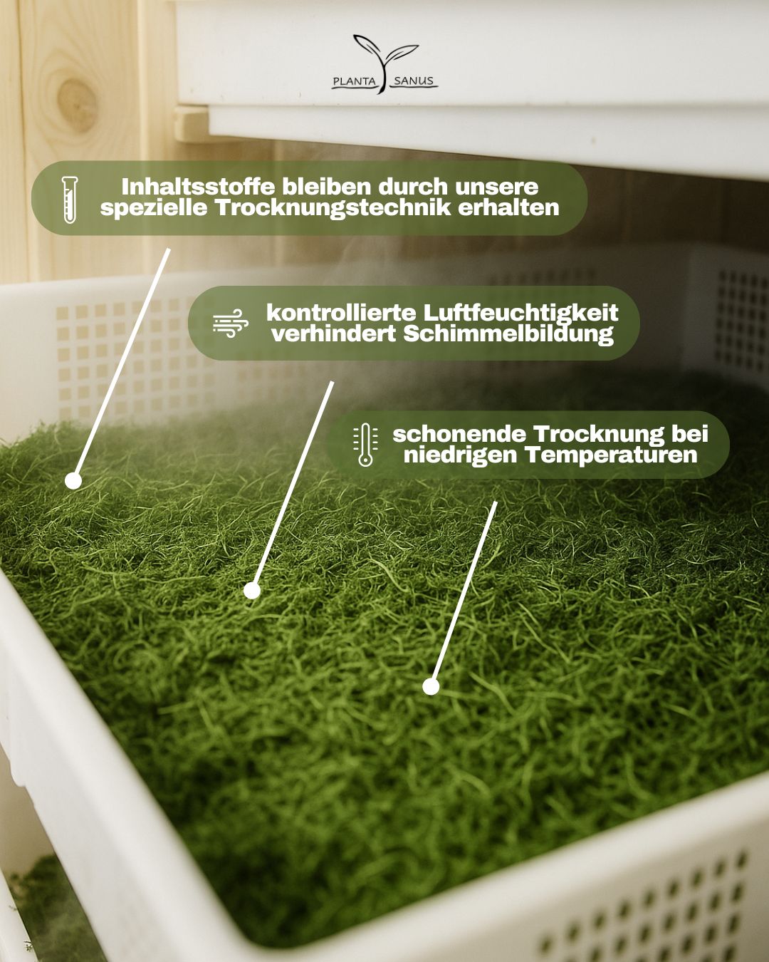 Artemisia annua bio Blattware Planta Sanus