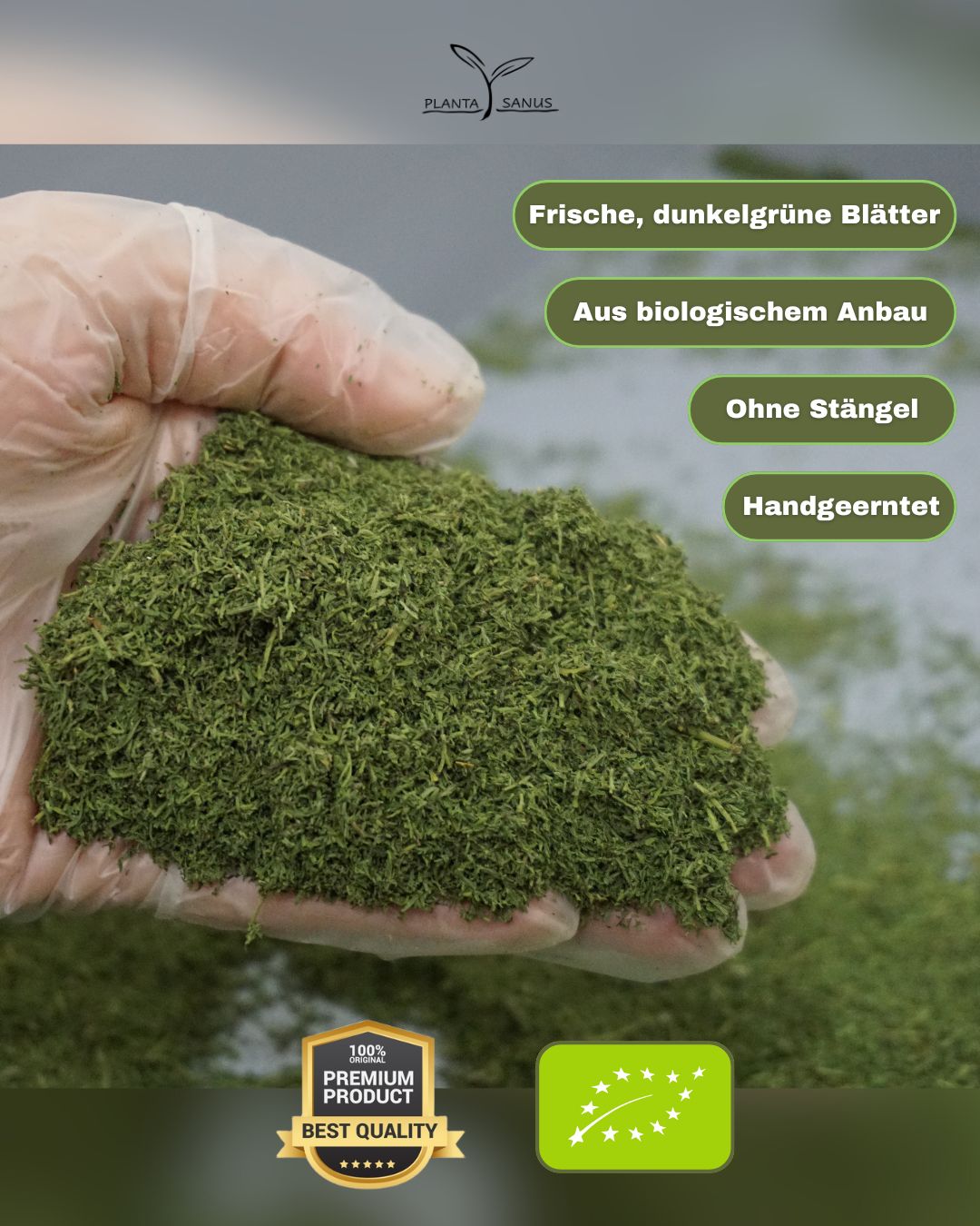 Artemisia annua bio Blattware Planta Sanus