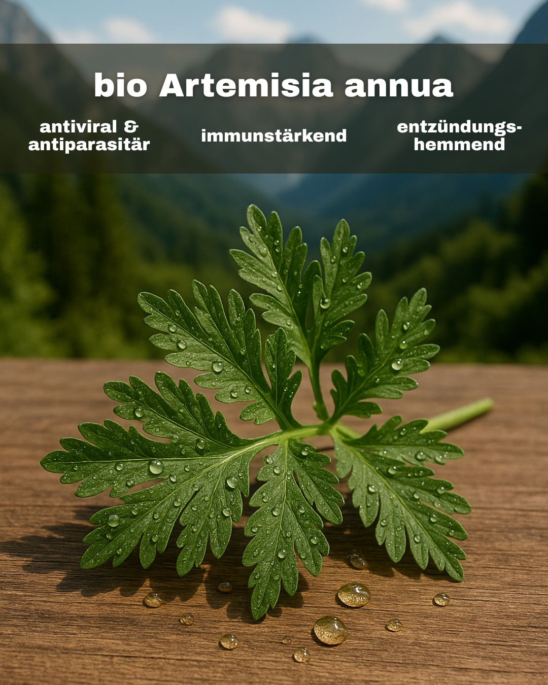 Wirkung von Artemisia annua