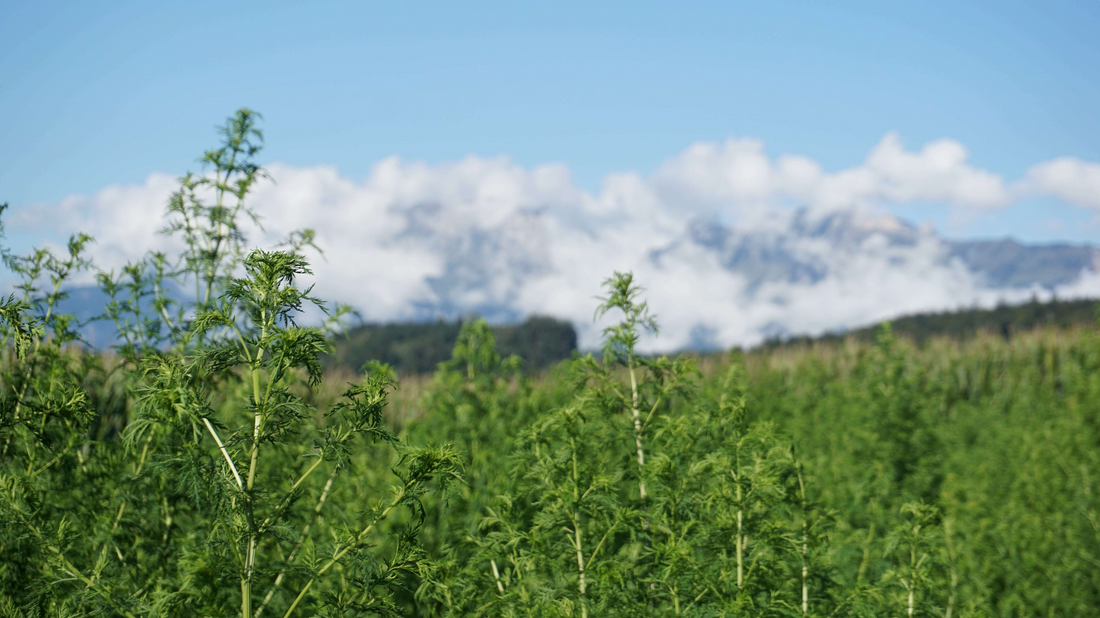 Artemisia annua: Wirkung, Anwendung & Ernte