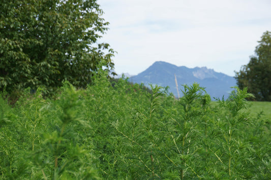 Artemisia annua bei Übelkeit
