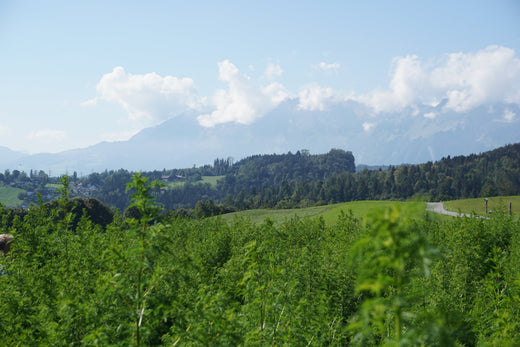 Artemisia annua: Blütezeit und Erntezeit 