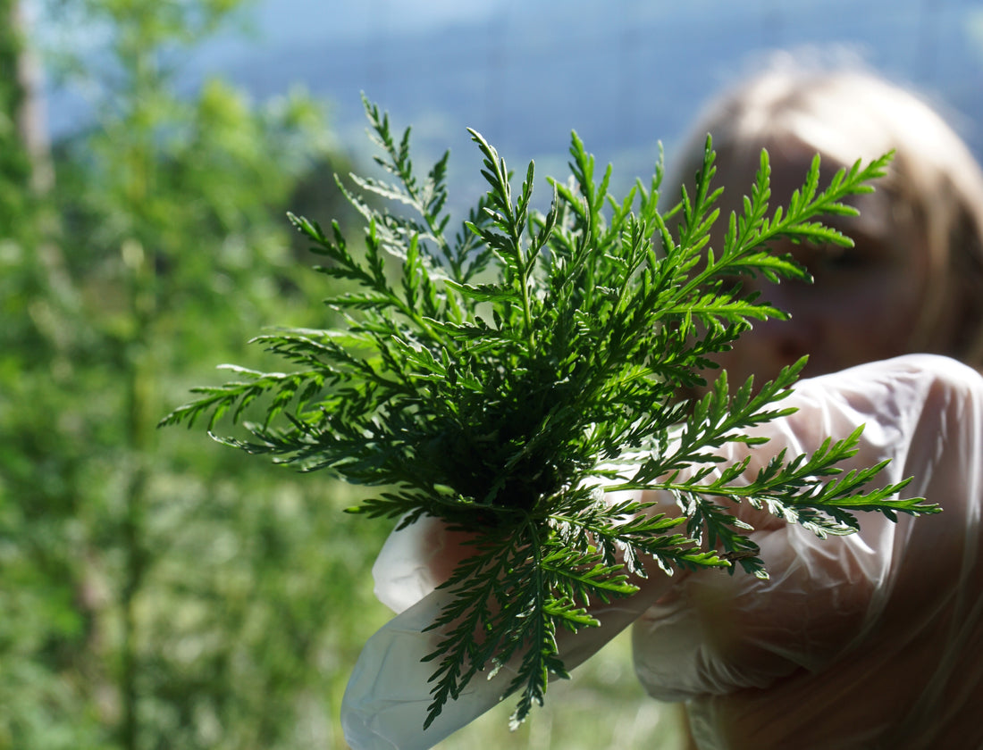 Artemisia annua