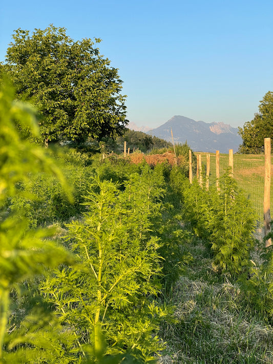 Artemisia annua Anwendungsbereiche