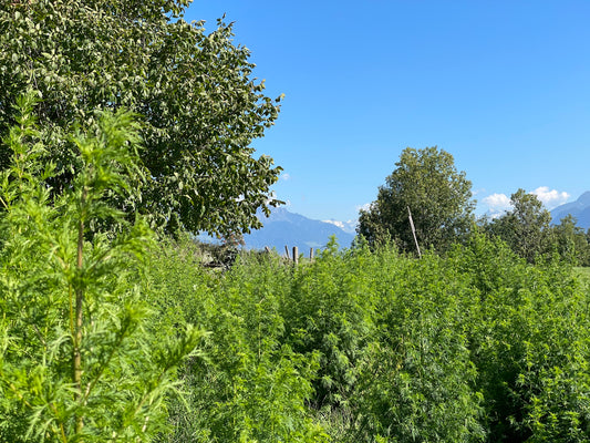 Artemisia annua Oxymel Tinktur