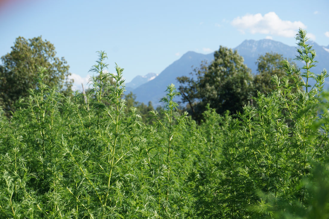 Artemisia annua Pflanze