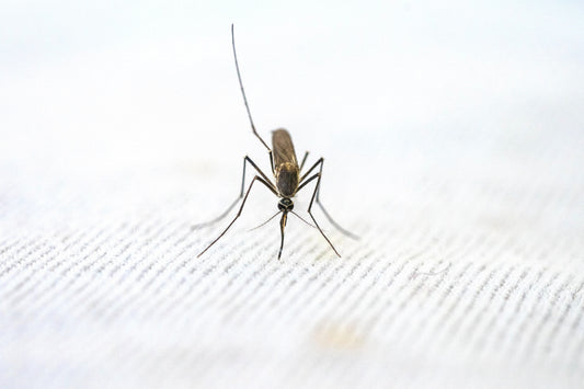 Artemisia annua Malaria