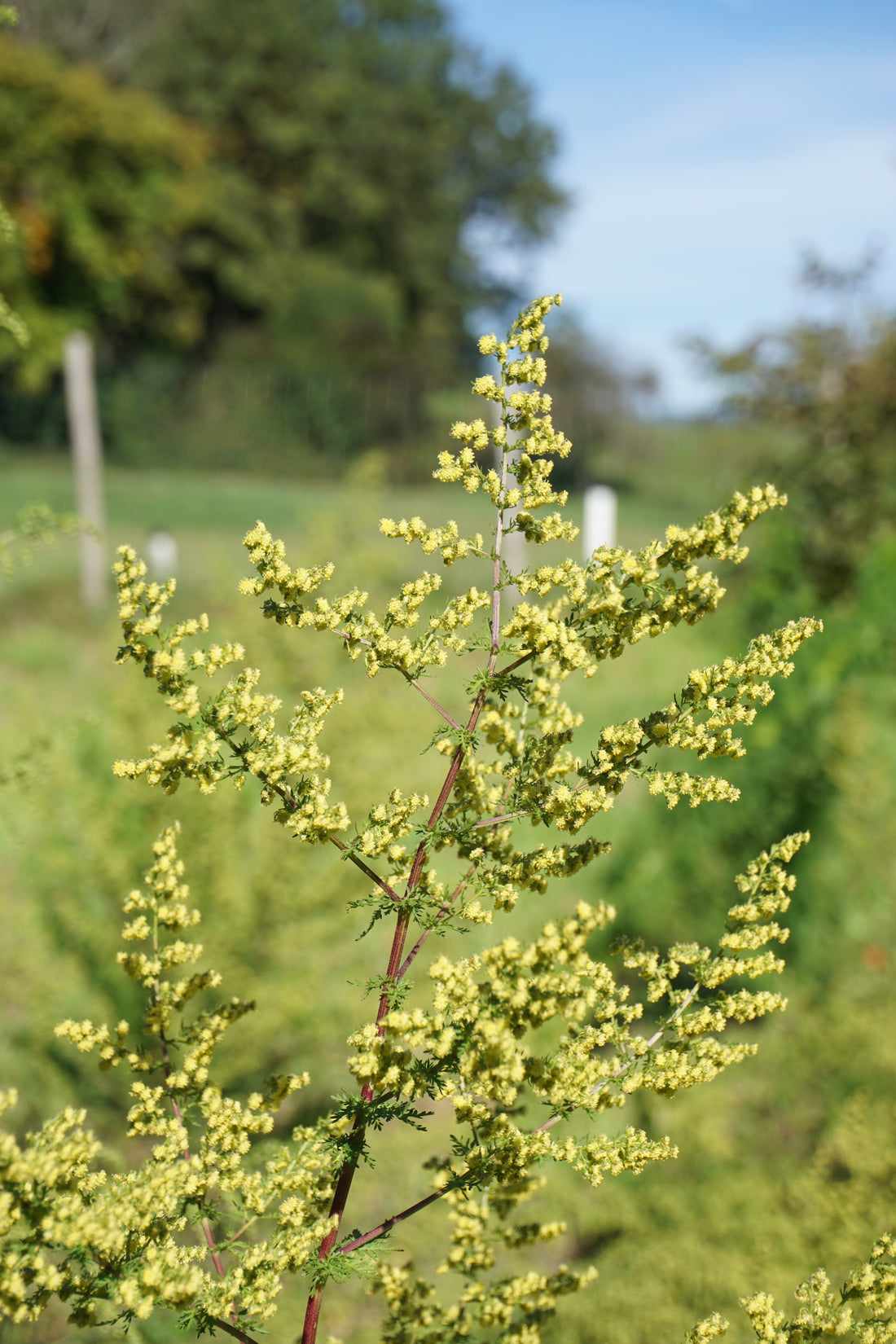 Was ist Artemisia annua?