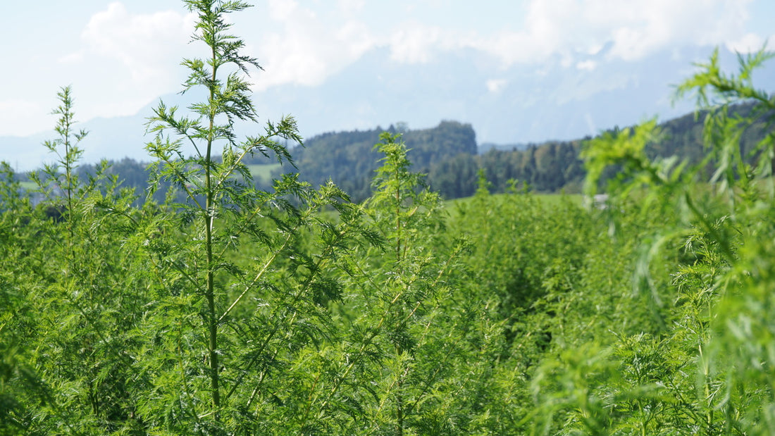 Artemisia annua