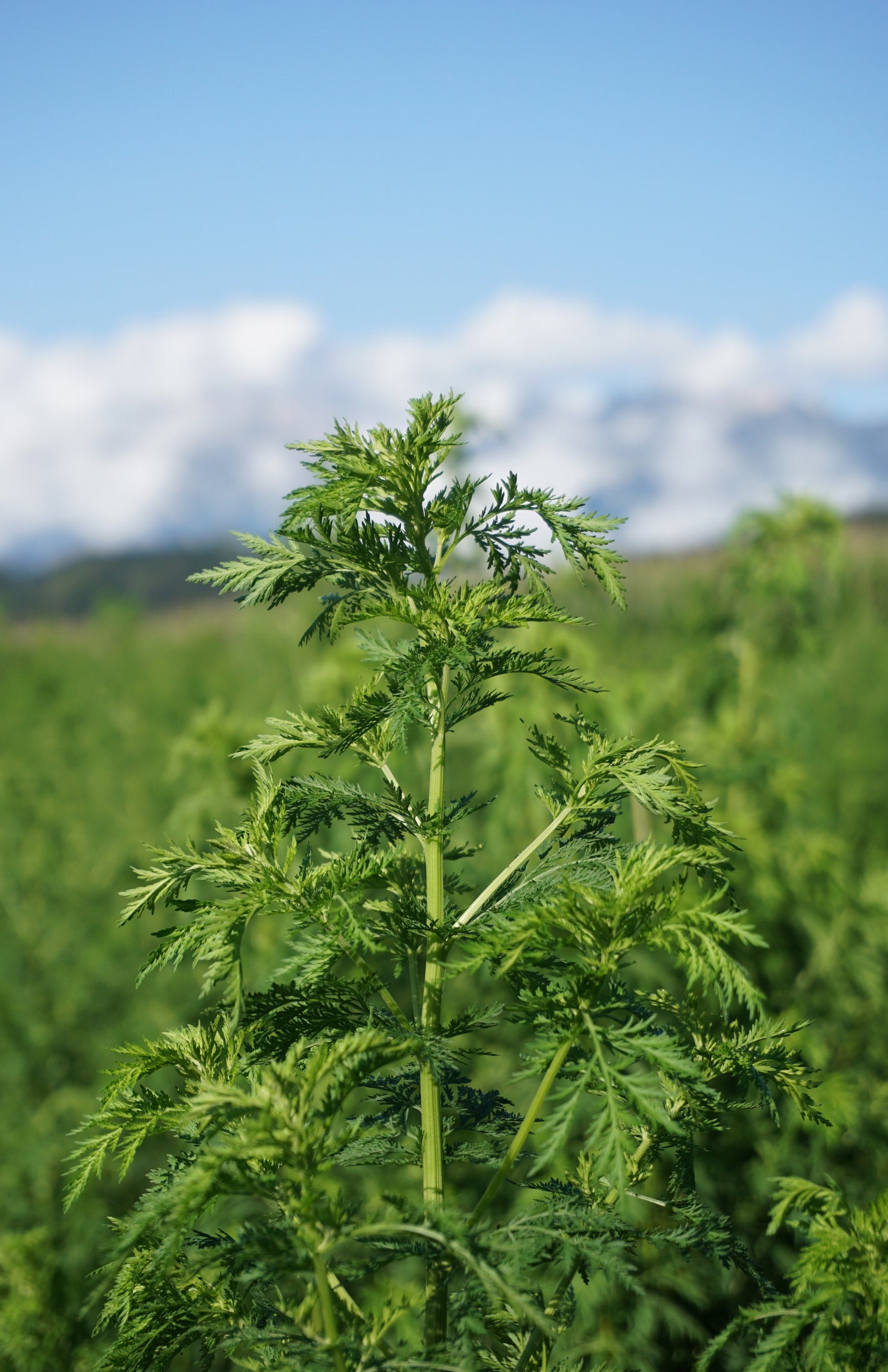 Artemisia annua 