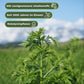 Artemisia annua (Einjähriger Beifuß)
