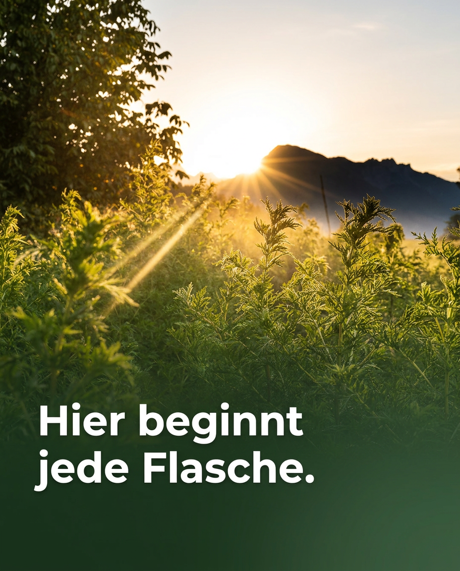 Artemisia annua Tinktur