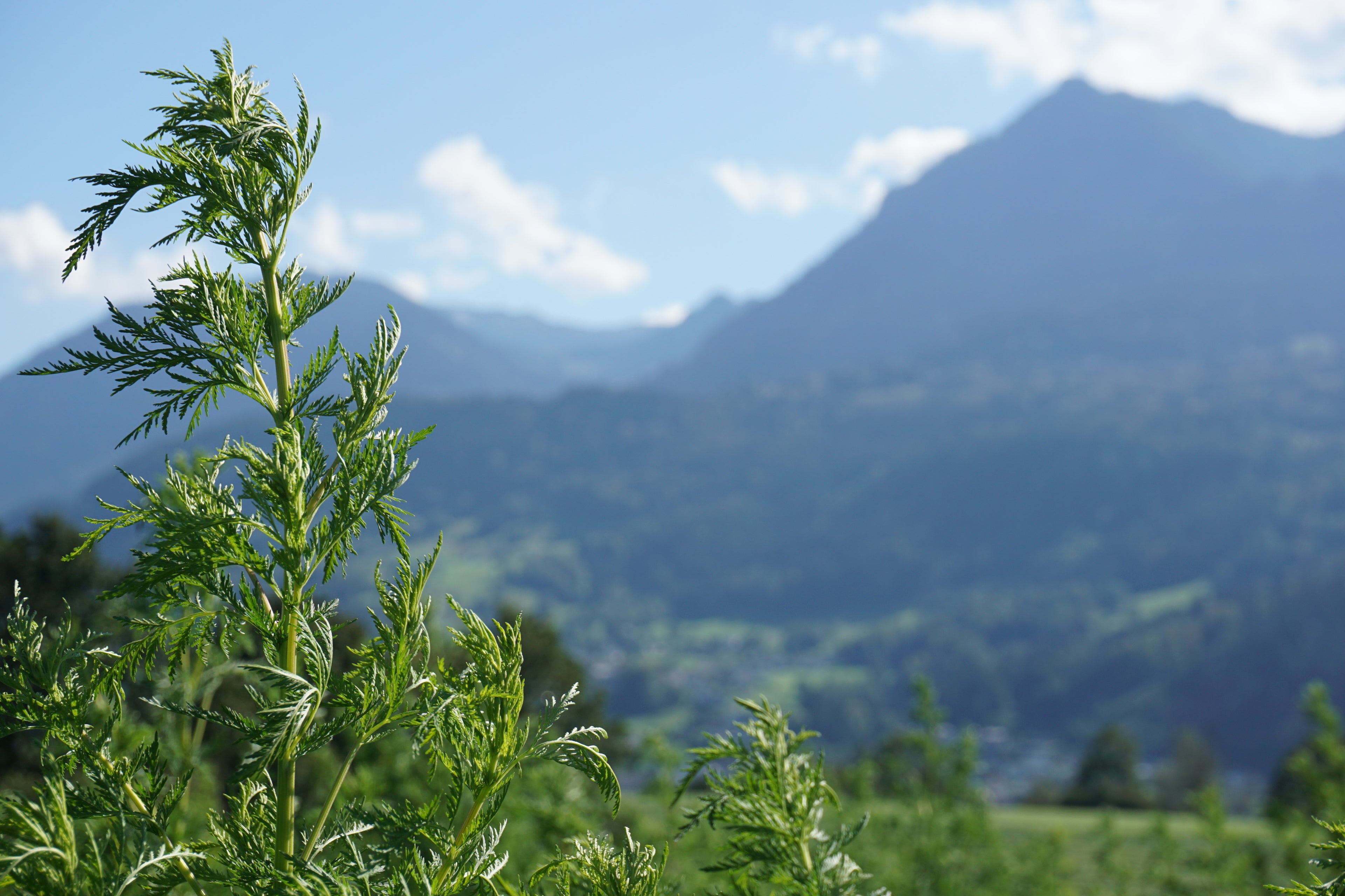 Artemisia annua