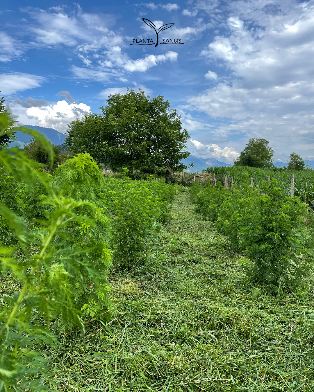 Artemisia annua Österreich Vorarlberg 