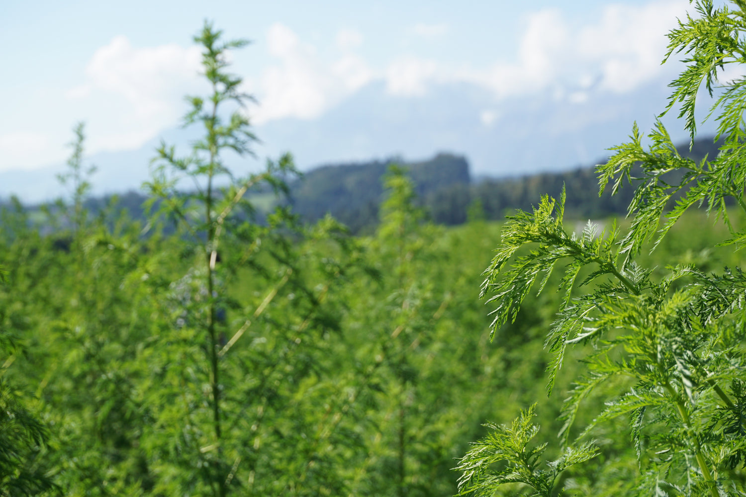 Organic Artemisia annua from Austria – Planta Sanus