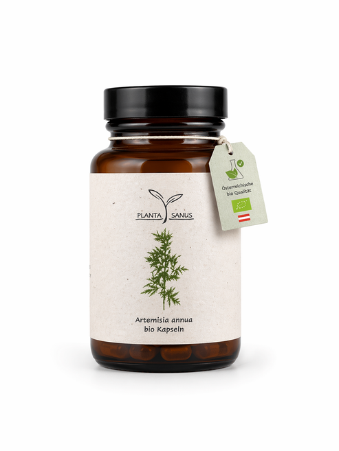 Artemisia annua Bio Kapseln