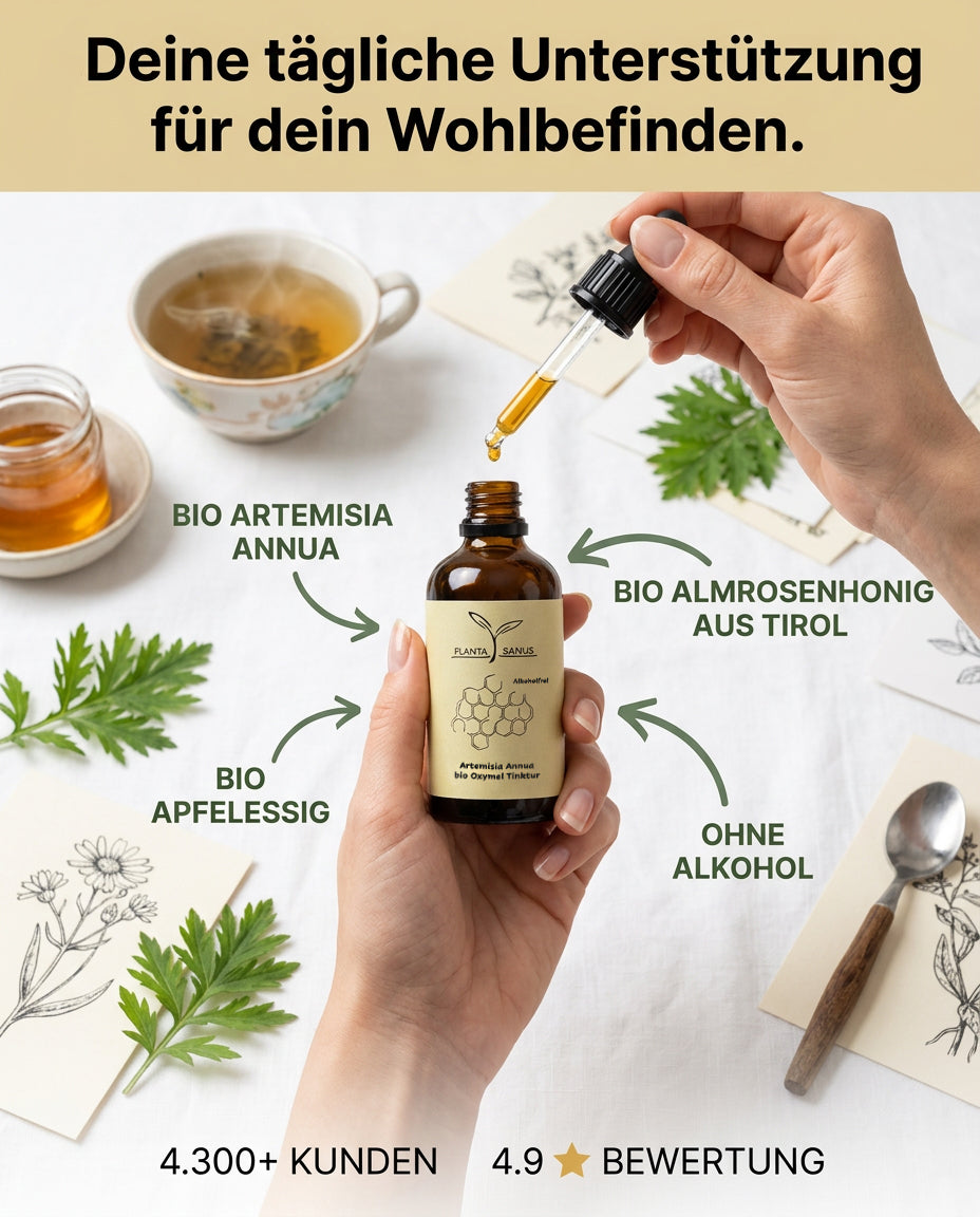 Artemisia annua bio Oxymel Tinktur Planta Sanus